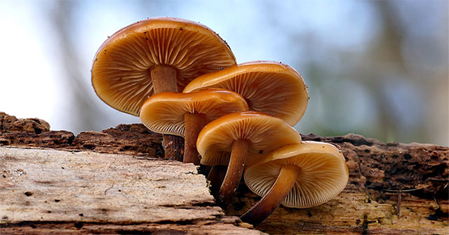 Unexpected discovery: Mushrooms can talk like humans