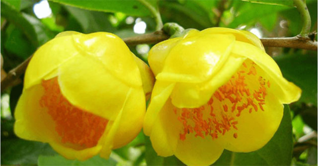 Unique and rare plant species in Vietnam: Rarely found anywhere, high risk of extinction!