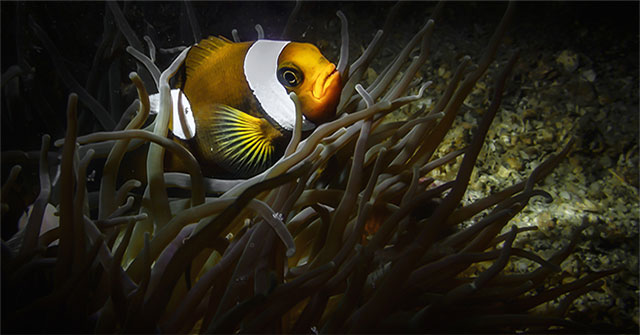 Unique creatures at the bottom of Van Phong Bay