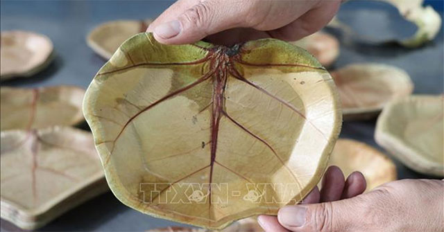 Unique eco-friendly plates from sea grape leaves