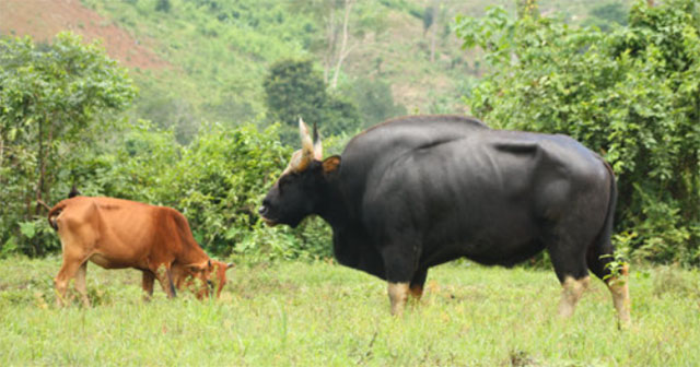 Unique largest cow species in the world in Vietnam: Weighs up to 2 tons, carries rare genes