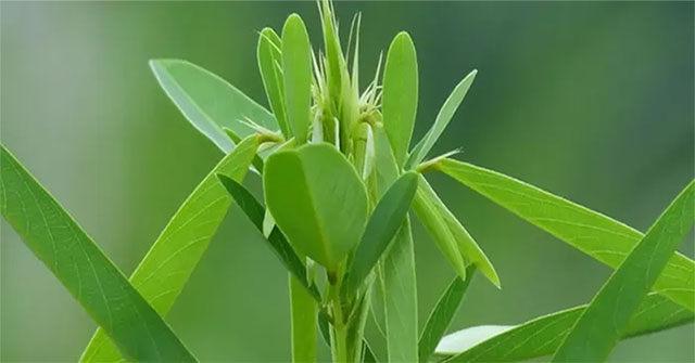 Unique plant species in Vietnam: It 'dances' whenever it hears music, many people have never seen it before