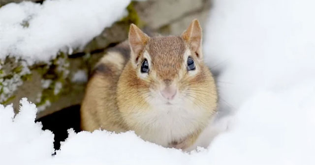 Unique techniques help animals 'survive' through winter