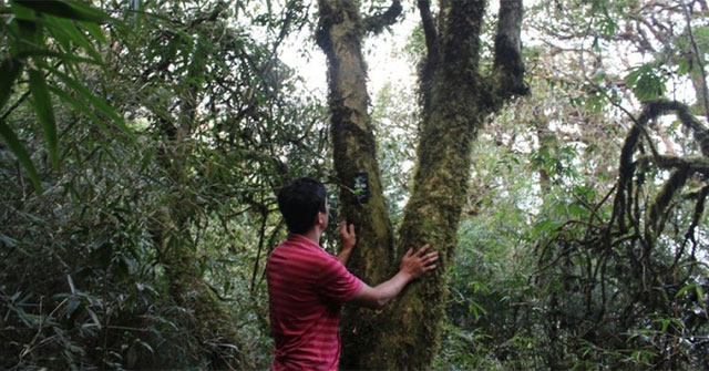 Unique thousand-year-old tree species in Vietnam: Only 60 trees left, finished product price 680 million VND/kg!