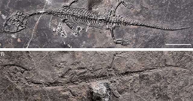 Unknown sea monster revealed in abandoned quarry in China