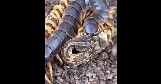 Unsuccessful attack on prey, venomous snake surrenders to giant centipede