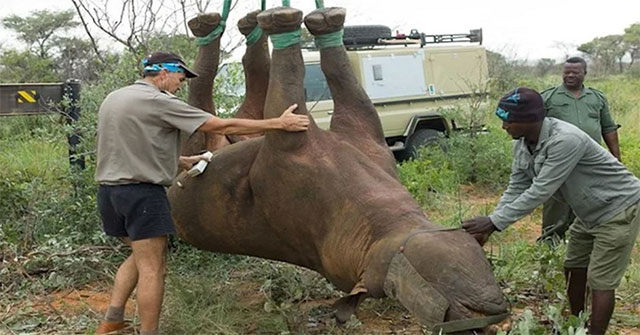 Upside-down rhinoceros research wins Ig Nobel Prize 2021