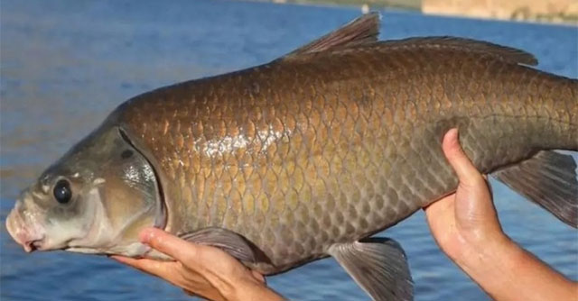 US Desert Lake Contains Buffalo Fish Over 100 Years Old