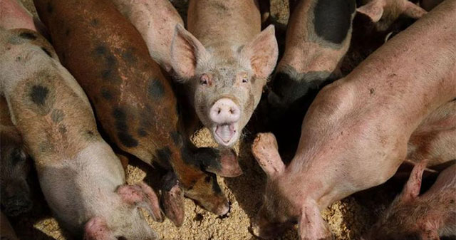 US ecosystem threatened by intelligent 'super pig' breed