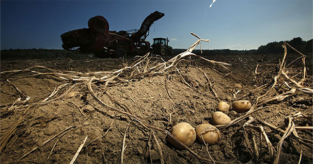US researches potato varieties that are resistant to climate change