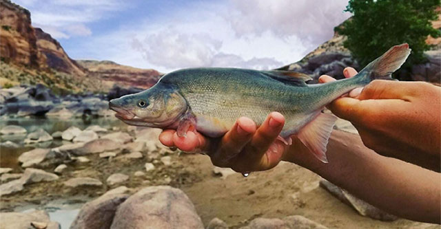 US spends millions of dollars to save endangered ancient fish species
