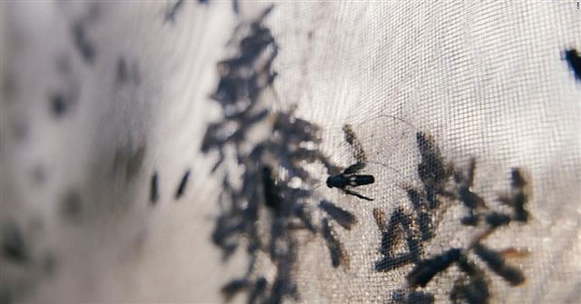 Using insects to turn waste into 'gold'
