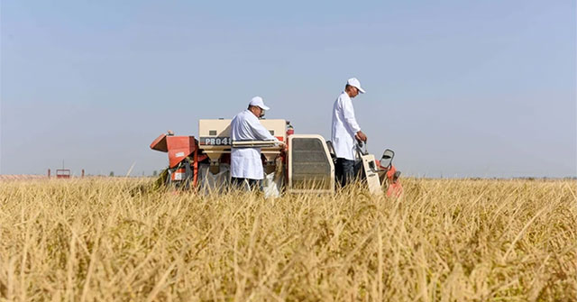 Using straw turns saline soil into fertile agricultural land