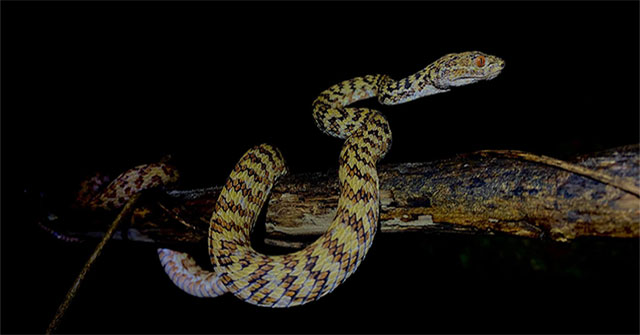 Venomous snake found only on a small island in Vietnam