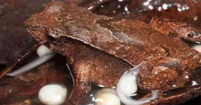 Very strange frog species: Just discovered, it's about to become extinct
