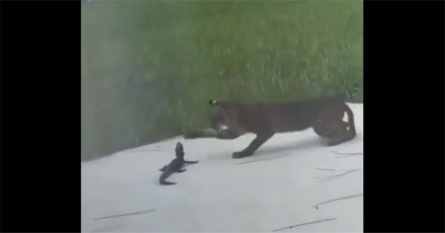 Video: A fierce battle between a lynx and a baby crocodile