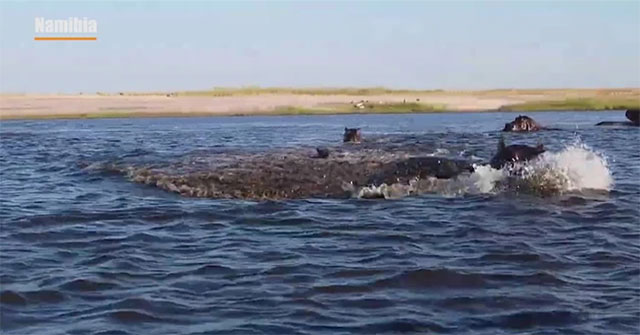 Video: A 'galloping' hippo attacks a boat carrying tourists