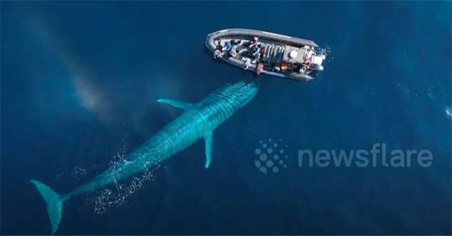 Video: A giant blue whale nearly 30 meters long approaches a tourist's boat