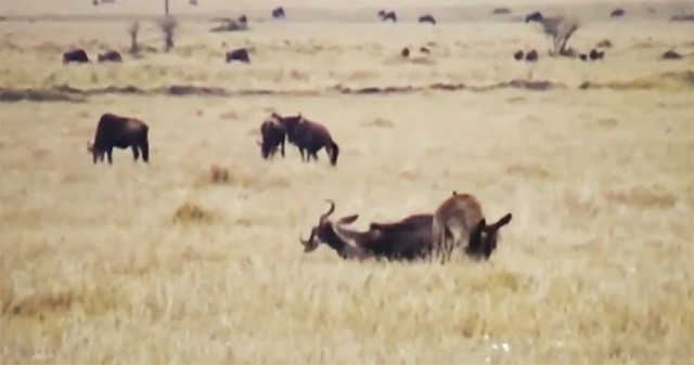 Video: Antelope is persistently stalked by 'crazy hungry' hyenas, what will be the end?