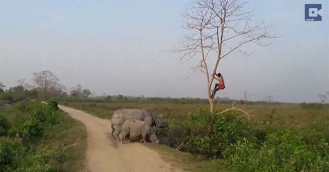 Video: Being chased by a rhinoceros, a scared man climbs a tree