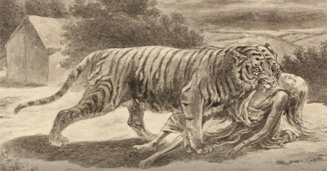 Video: 'Chamawat Demon' - The most dangerous tiger in the wild