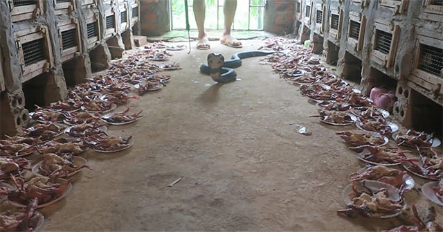 Video: Close-up of the farm's elaborate, majestic 'buffet' with about 1,500 cobras