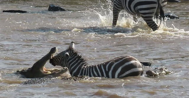 Video: Crossing the river to find the 'promised land', the zebra lost half of its face because of the underwater god
