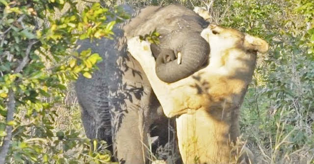 Video: Dare to attack forest elephants, lions receive a painful ending