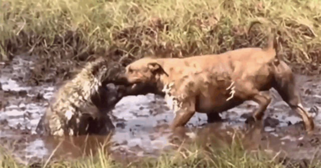 Video: Death fight with hedgehog in the mud, Pitbull dog has thorns all over his face