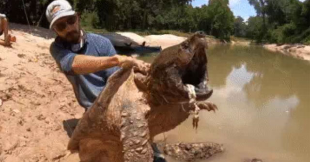 Video: Dropping a fishing line in a small river, the man pulls up a 'monster' with a bite force 6 times that of a shark