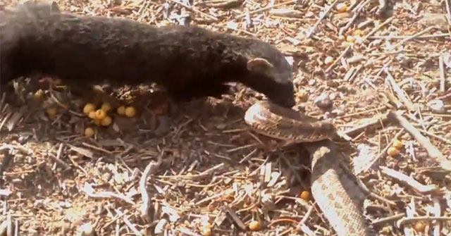 Video: Extremely venomous viper attacked - Who is so 'big'?