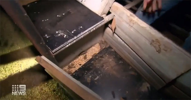 Video: Facing a rat epidemic, Australian farmers create giant traps to catch thousands of rats every night