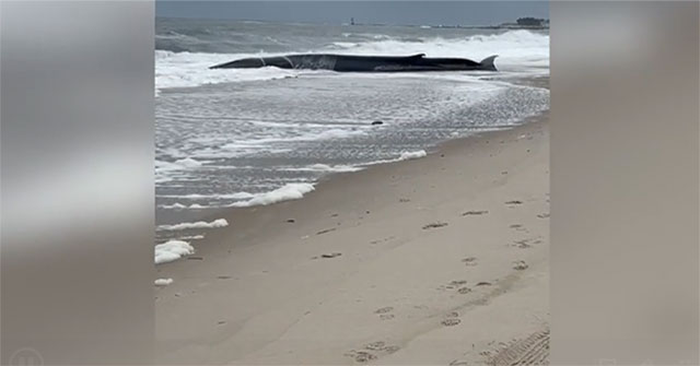 Video: Giant whale more than 15 meters long stranded on the beach