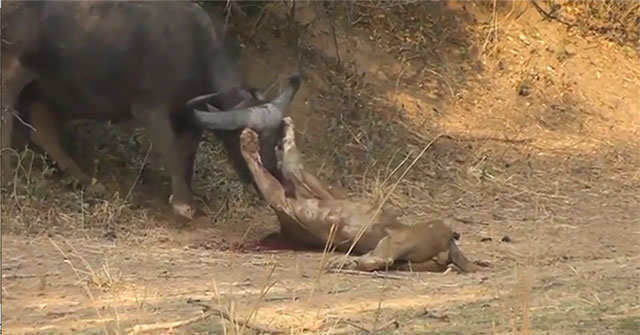 Video: Horrifying moment lion is gored to death by buffalo