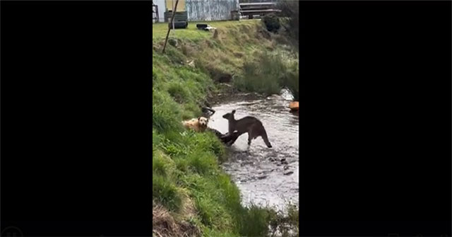 Video: Kangaroo 'fight' with domestic dog and unexpected ending