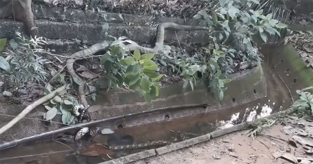 Video: King python tightens king cobra's neck by the moat - what is the outcome?