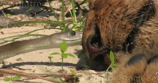 Video: Lion died tragically due to being bitten by a poisonous snake