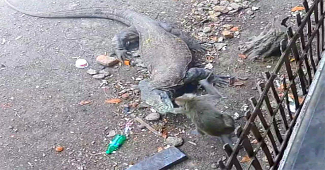 Video: Monkey climbs fence but still cannot escape bloodthirsty Komodo dragon, tragic ending