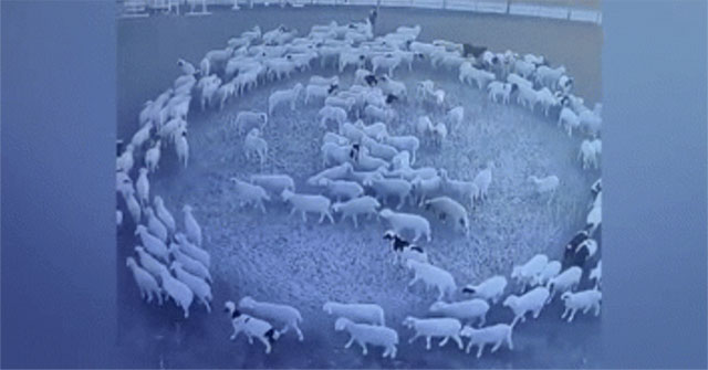 Video: Mystery of sheep walking in circles continuously for 12 days