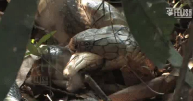 Video: Noises in the bushes and the scene of a king cobra dying suddenly with a horrified face