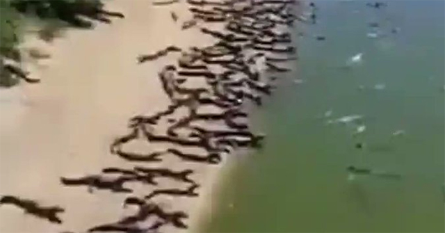 Video of thousands of crocodiles basking on the riverbank attracts more than 10 million views