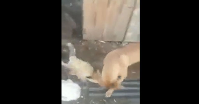 Video: Sneaking into the chicken coop to find food, the fox was discovered and fiercely attacked by 2 Pitbulls