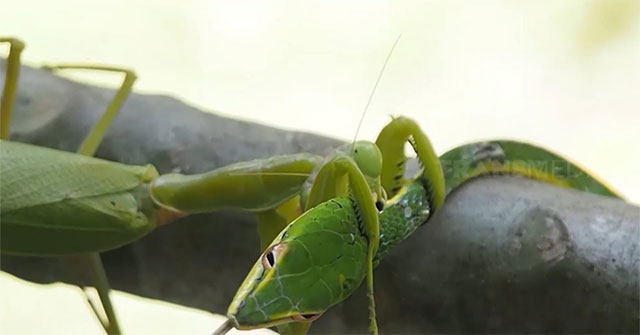 Video: Subjectively looking down on his small opponent, the whip snake pays with his life