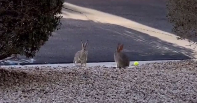 Video: The beautiful fight between two rabbits causes fever on social networks