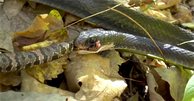 Video: Venomous snake was hunted by 'speed racer', turned around and injected venom to bite back, what was the outcome?
