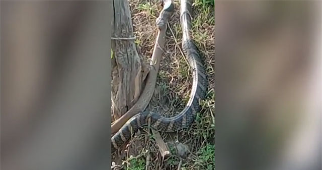 Video: While walking, people suddenly witnessed a goosebumps-inducing scene