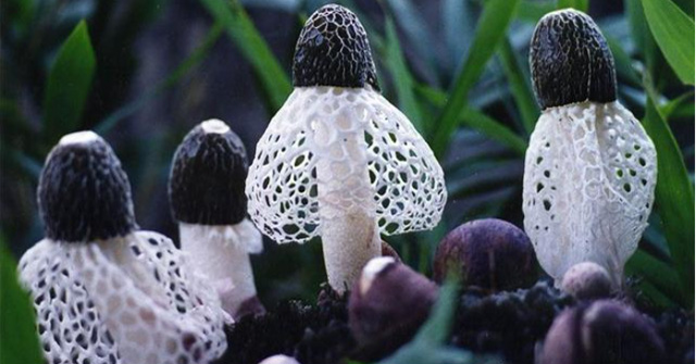 Vietnam has a rare mushroom that only lasts 10 hours and is sought after by China: Priced at millions per kilo!