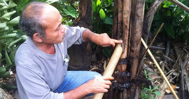 Vietnam has a strange plant that can be drunk directly from the stem, easily addictive