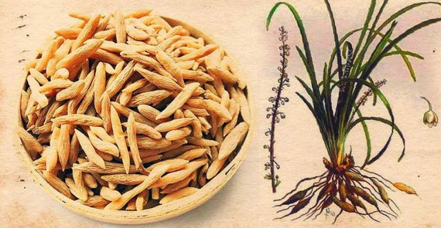 Vietnam has a type of dried tuber that is considered a 'longevity medicine'.