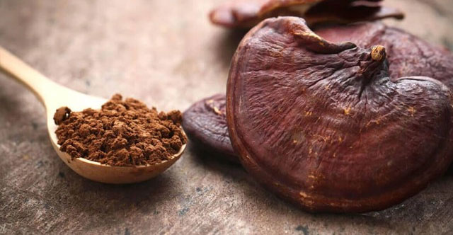 Vietnam has a type of 'longevity mushroom' that contains more than 400 valuable nutrients